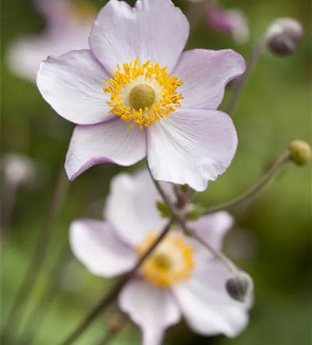 Anemone japonica