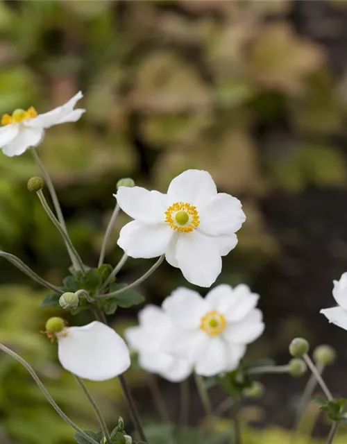 Anemone japonica