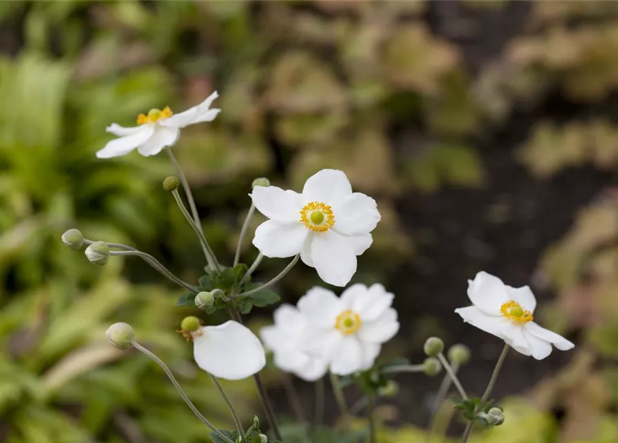 Anemone japonica