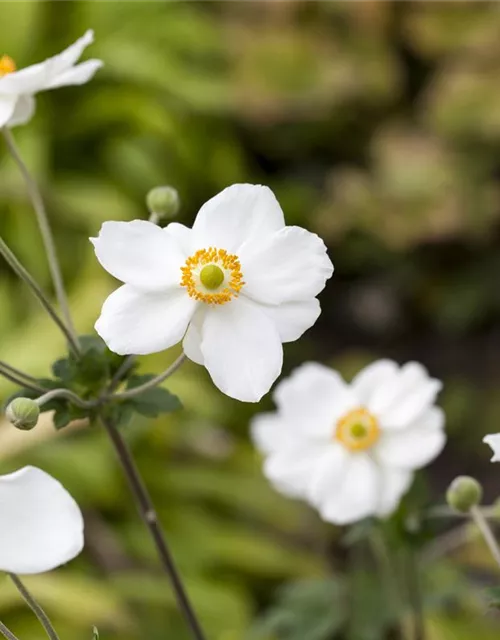 Anemone japonica