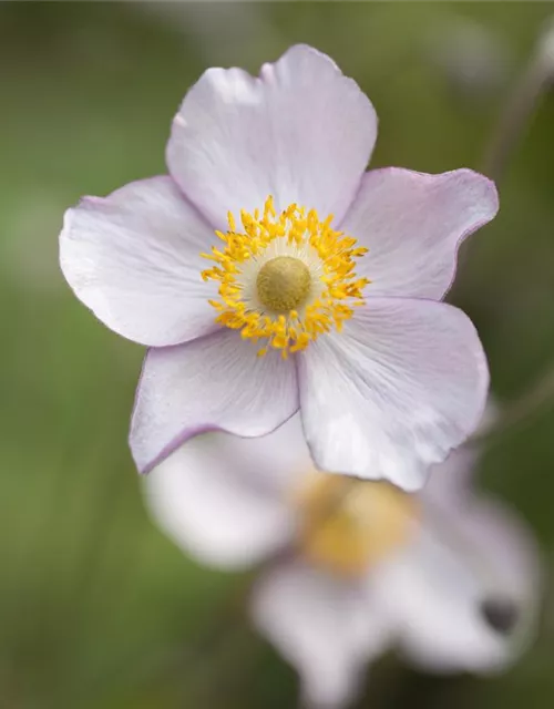 Anemone japonica