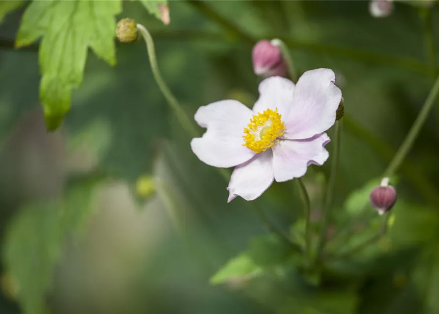 Anemone japonica