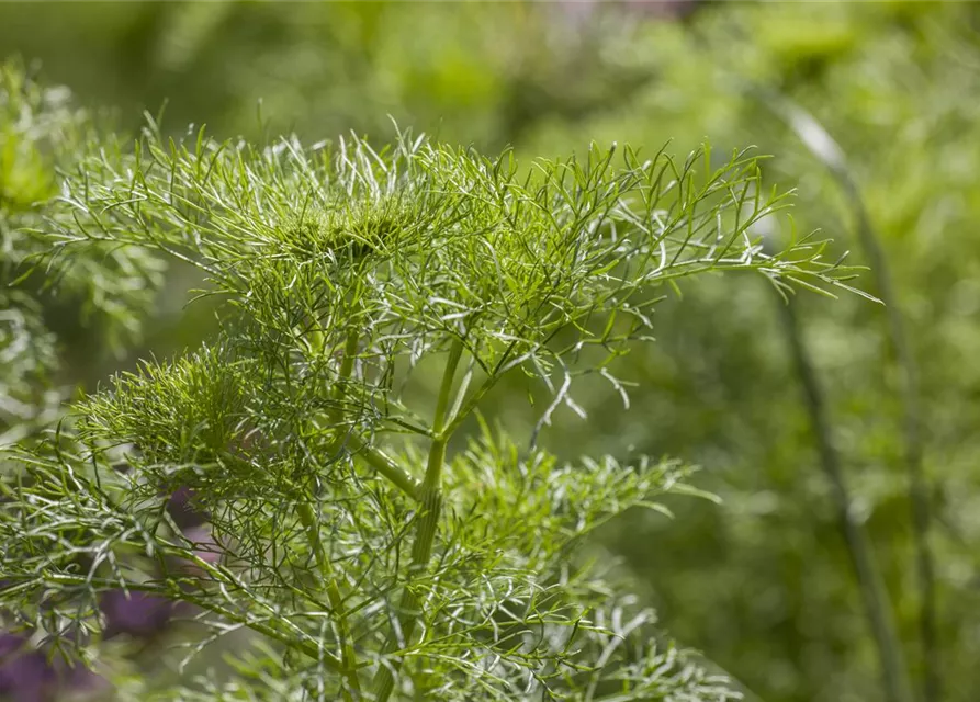 Anethum graveolens