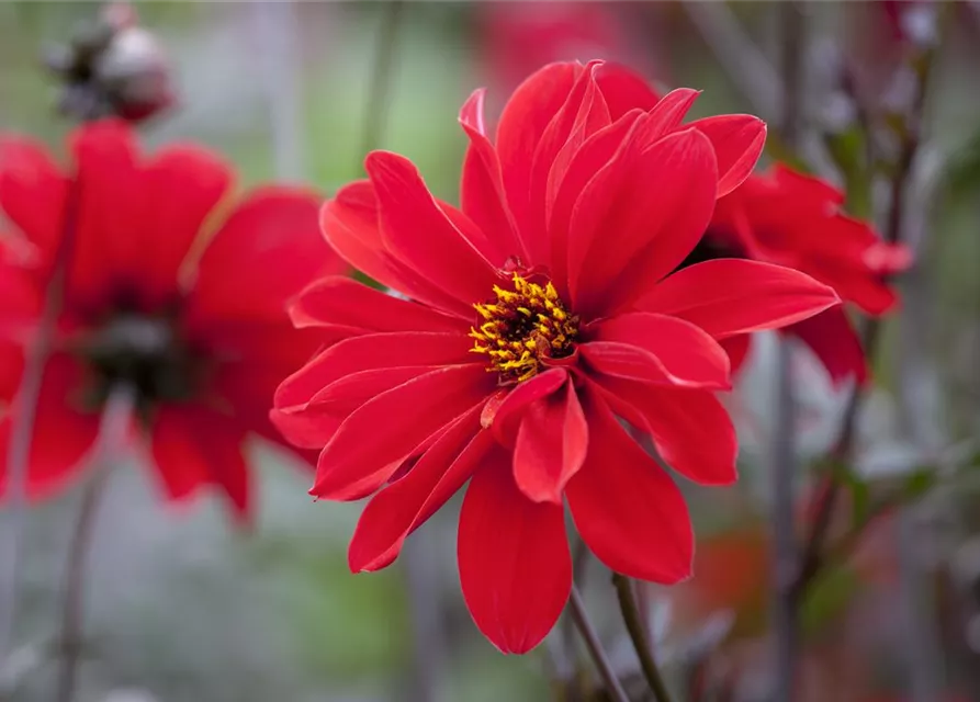 Dahlia