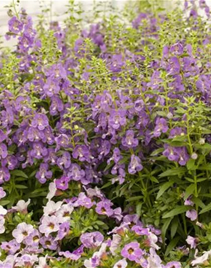 Angelonia hybrid