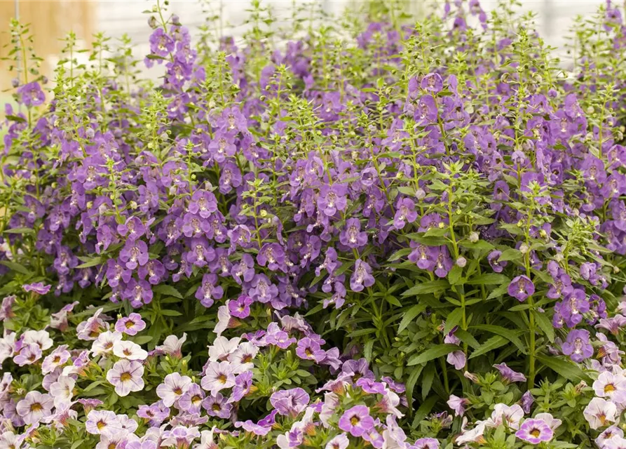 Angelonia hybrid