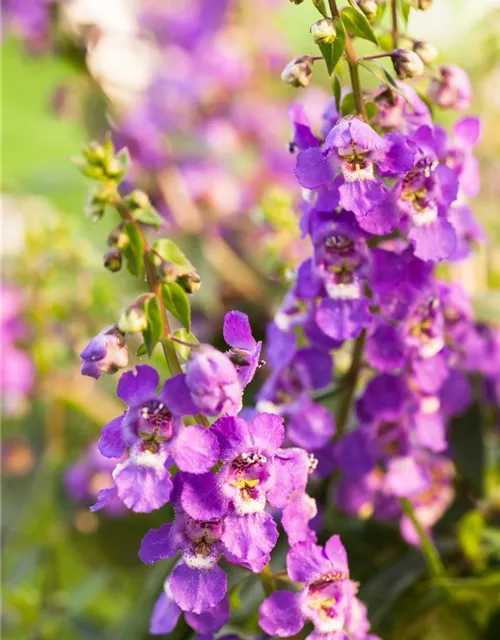 Angelonia hybrid