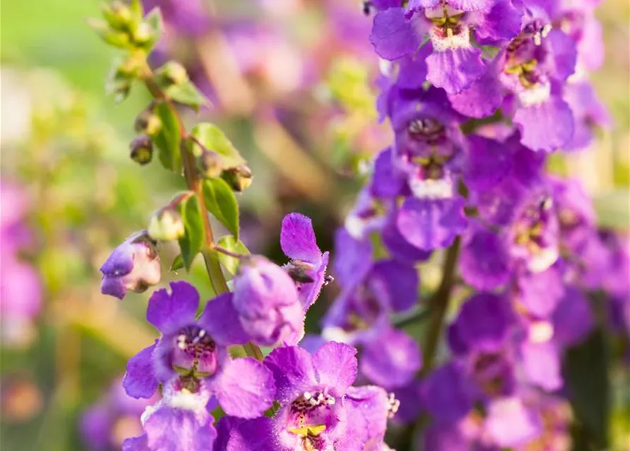 Angelonia hybrid