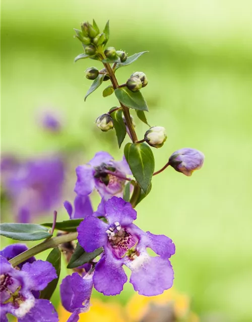 Angelonia hybrid