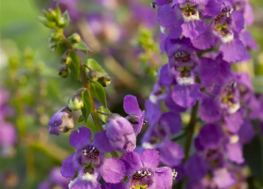 Angelonia hybrid