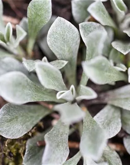 Antennaria dioica