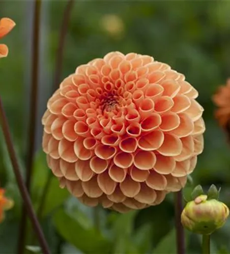 Dahlia Pompon