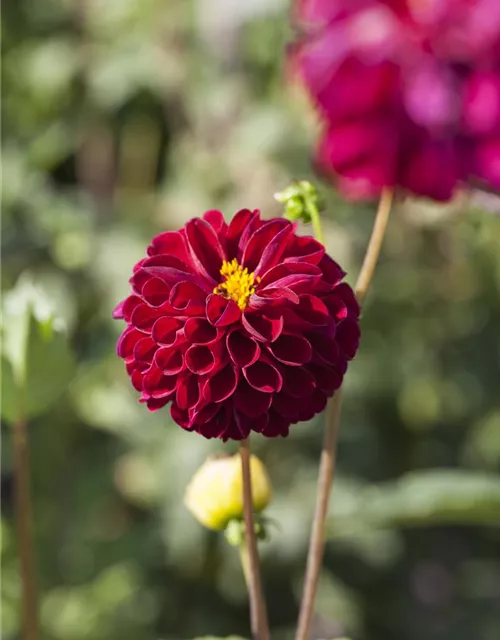 Dahlia Pompon