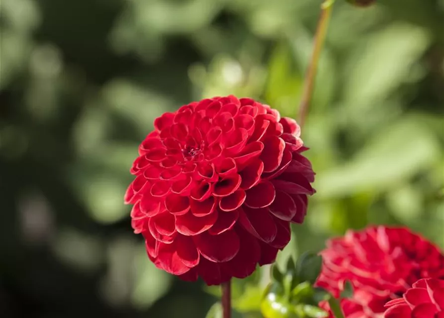 Dahlia Pompon