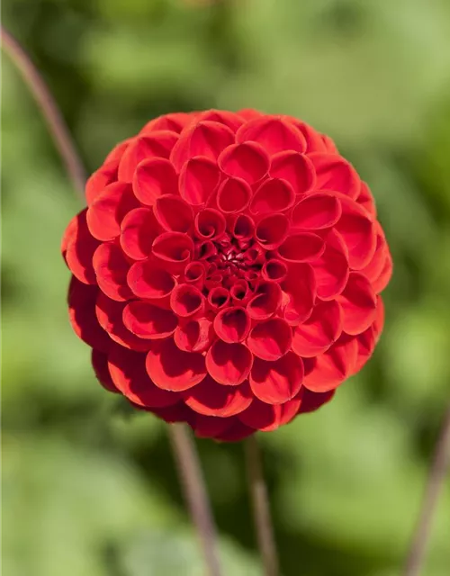 Dahlia Pompon