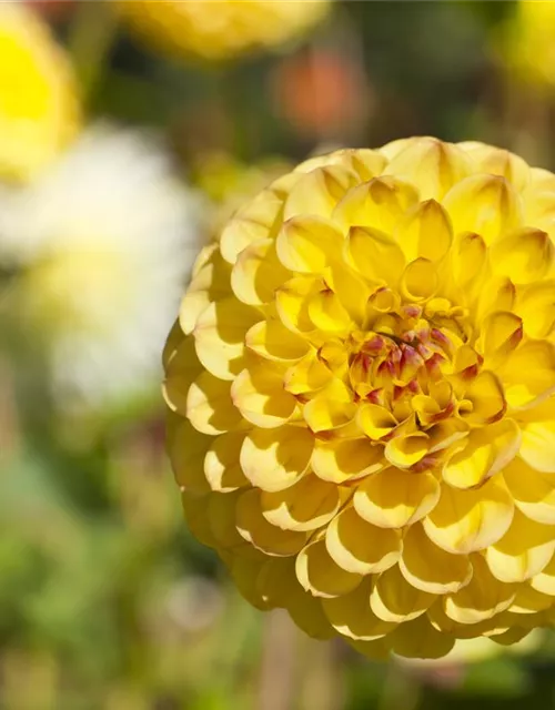 Dahlia Pompon