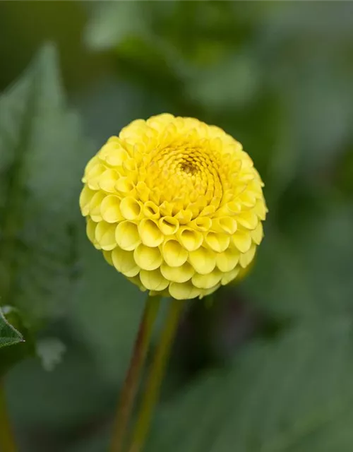 Dahlia Pompon