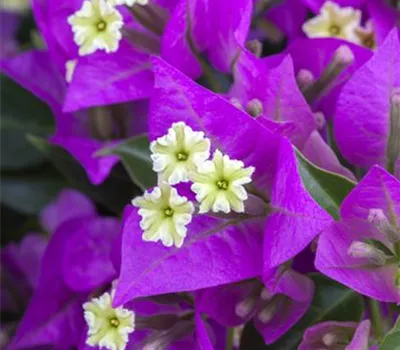 Bougainvillea