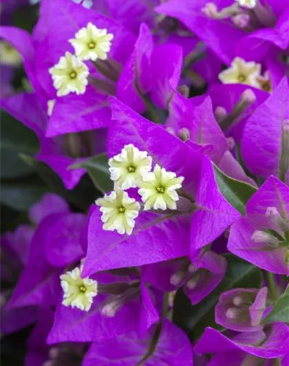 Bougainvillea