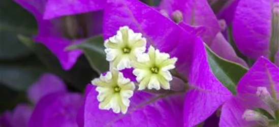 Bougainvillea