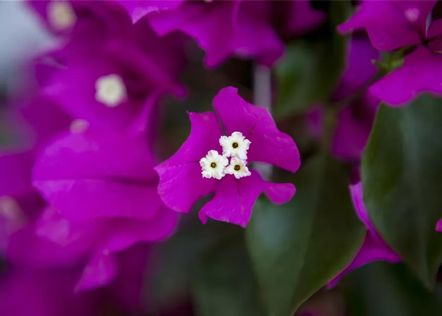 Bougainvillea