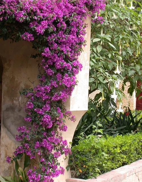 Bougainvillea