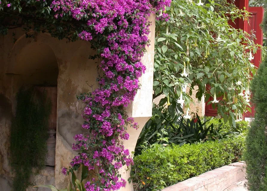 Bougainvillea