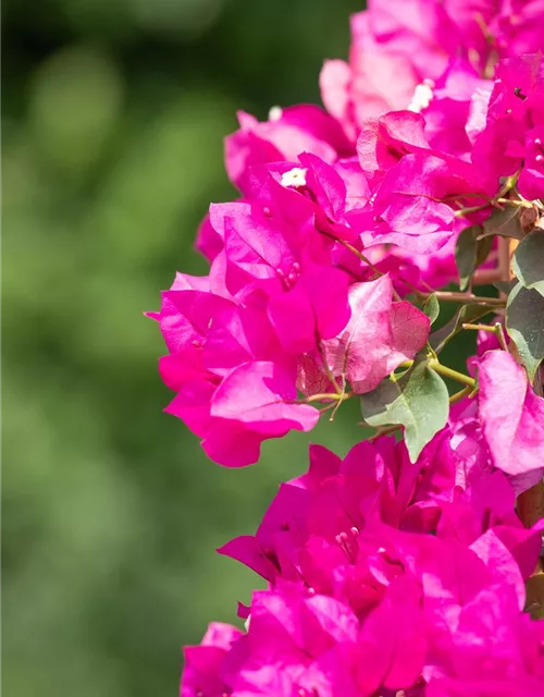 Bougainvillea