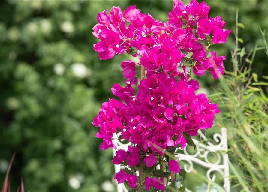 Bougainvillea