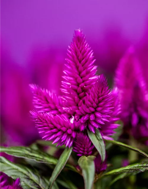 Celosia argentea