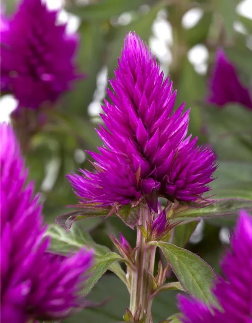 Celosia argentea