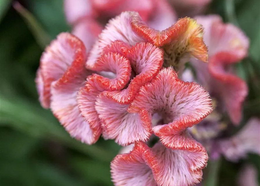 Celosia argentea