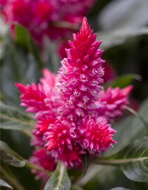 Celosia argentea