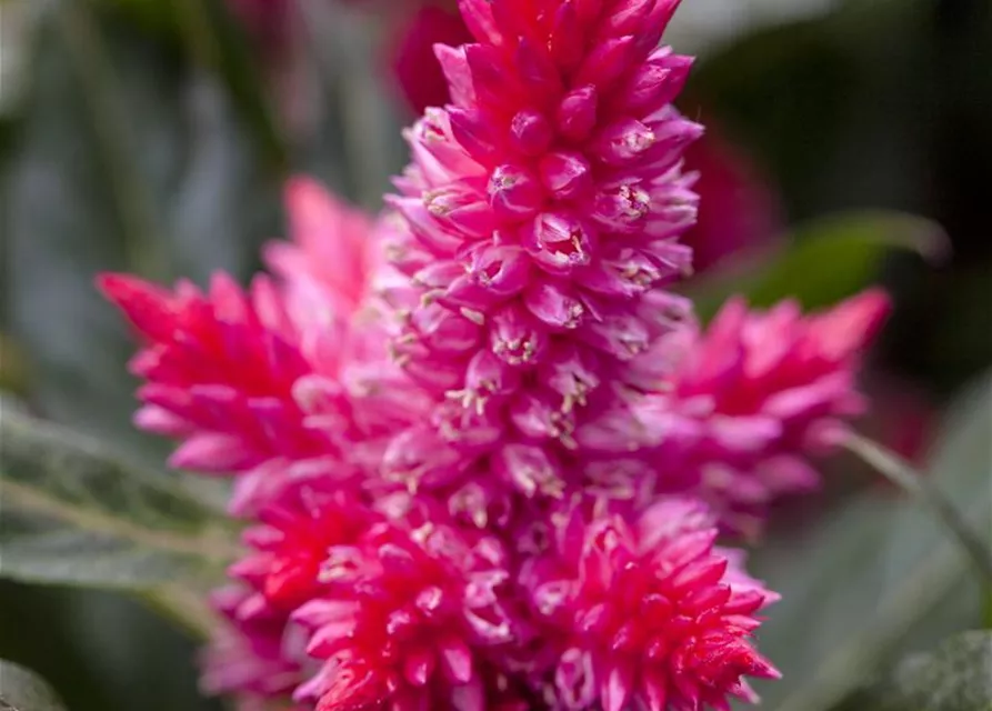 Celosia argentea