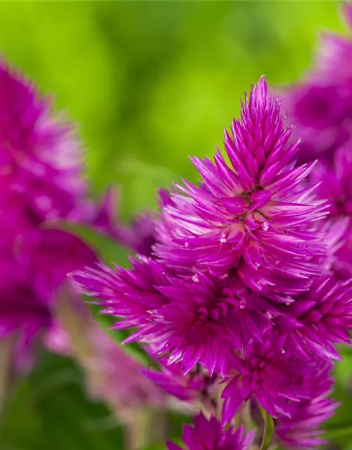 Celosia argentea