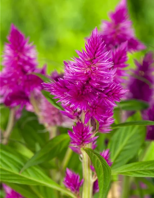 Celosia argentea