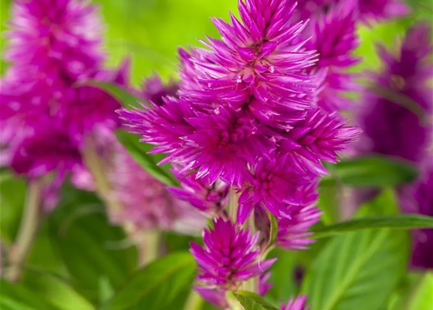 Celosia argentea