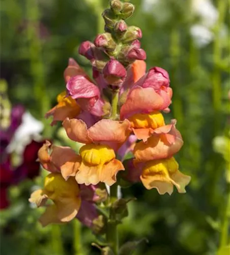 Antirrhinum majus