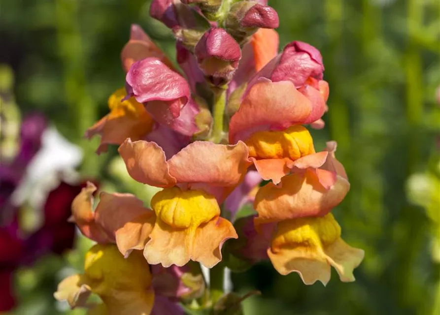 Antirrhinum majus