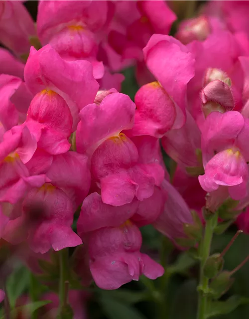 Antirrhinum majus