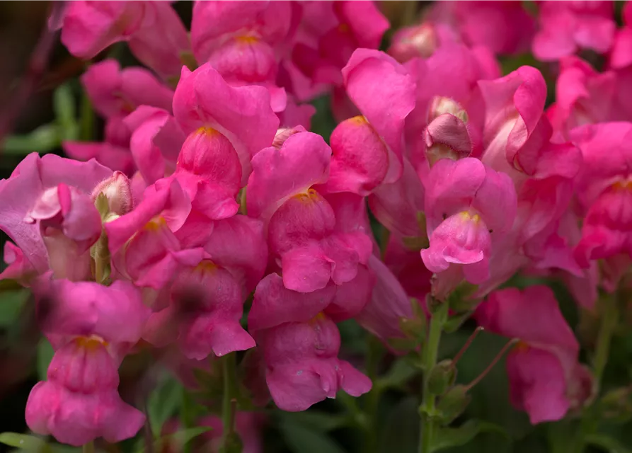 Antirrhinum majus