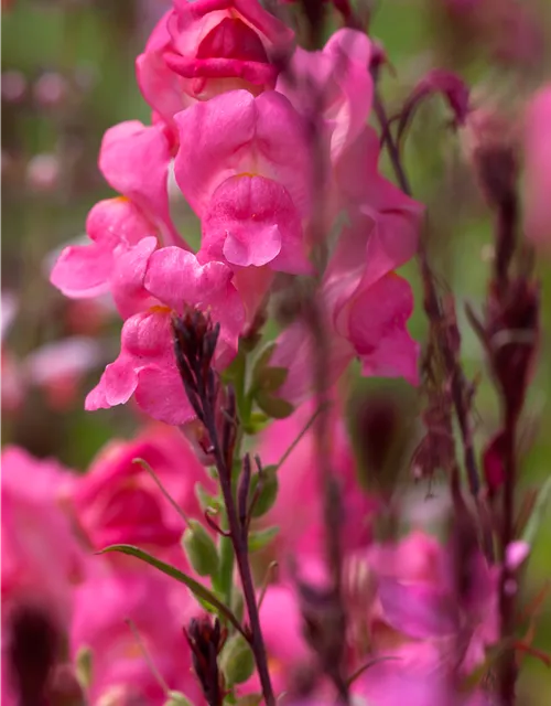 Antirrhinum majus