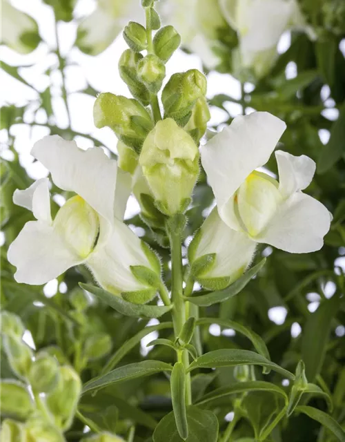 Antirrhinum majus, weiß