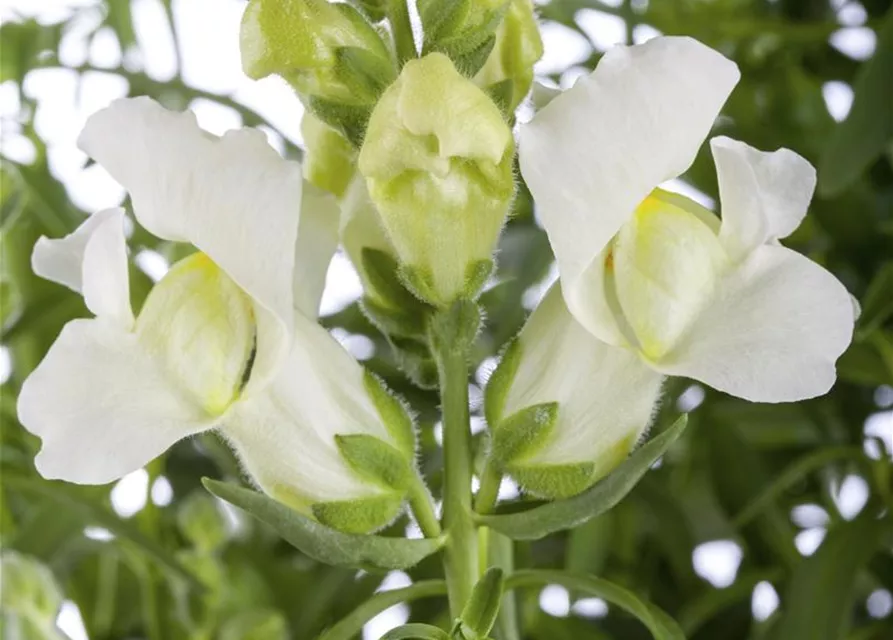 Antirrhinum majus, weiß