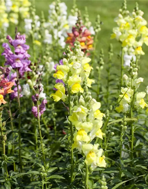 Antirrhinum majus