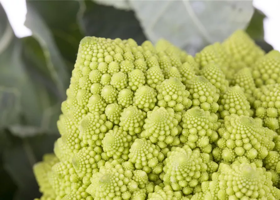 Brassica oleracea var. botrytis