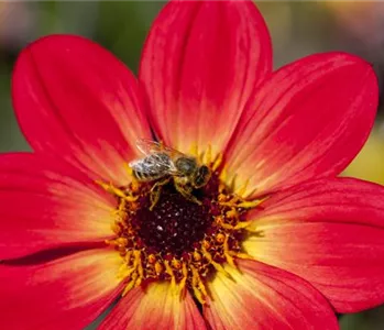 DAHLIEN - BLüHWUNDER IM HOCHSOMMER