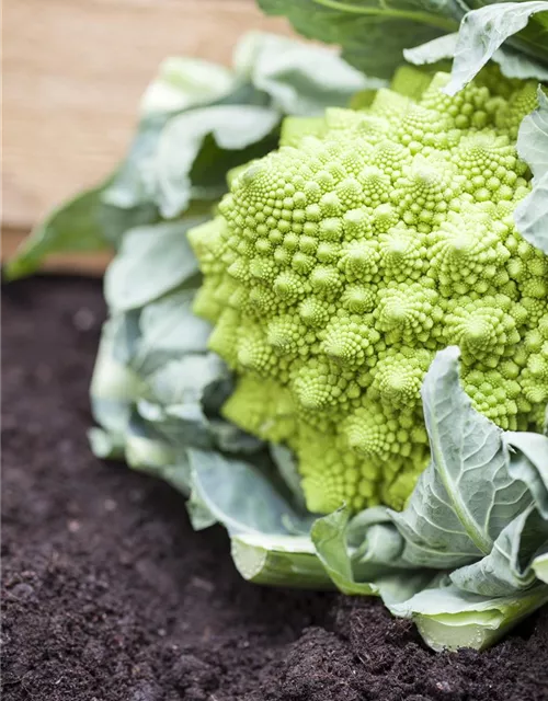 Brassica oleracea var. botrytis