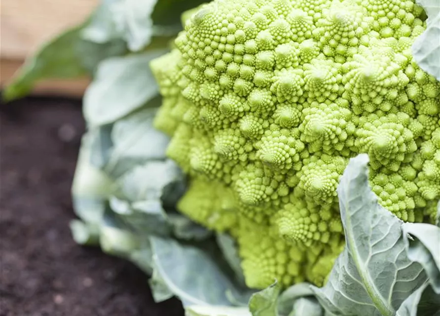 Brassica oleracea var. botrytis