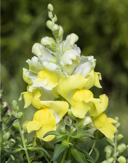 Antirrhinum majus, gelb